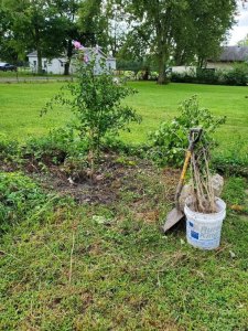 Rose of Sharon, 09-06-2020.jpg