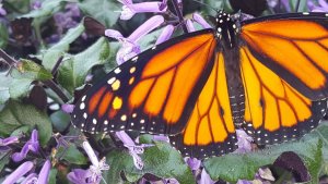 20200916 Monarch.jpg