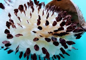 Milkweed seedpod2.jpg