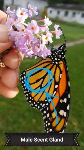 Monarch adult male scent gland.jpg