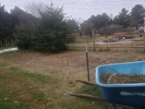 Mowed main bed, 10-20-2020.jpg