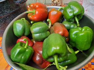 Sweet peppers harvest before the freeze, 10-25-2020.jpg