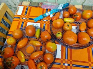 Ripening tomatoes, 11-14-2020.jpg