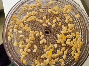 Dehydrating pumpkin seeds, 11-19-2020.jpg