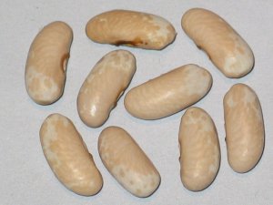 #30a 97D-00M-03A Gold Creek Trout.jpg