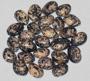 Hemelvaartboontje Off Type.jpg