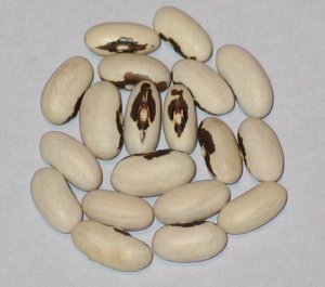 Kleine Soldatenboon.jpg