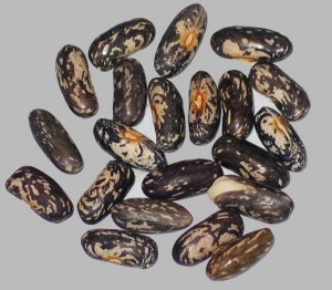 Provider Mottled Seed.jpg