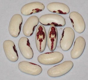 Rode Soldatenboon.jpg