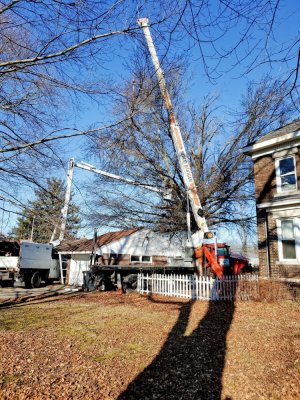 Pin Oak Chop Down, 01-20-21, #4.jpg