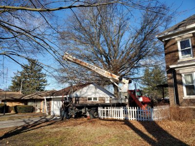 Pin Oak Chop Down, 01-20-21, #3.jpg