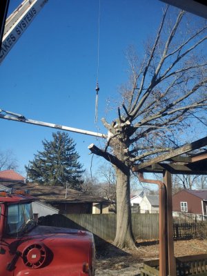 Pin Oak Chop Down, 01-20-21, #15.jpg