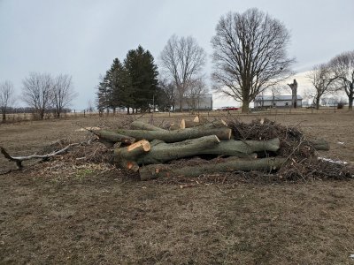 Pin Oak limbs, 01-21-21.jpg