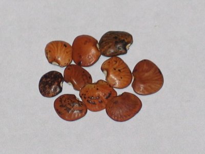 Wild Latin Longhorn.JPG