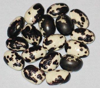 munachedda-nera-bean.jpg