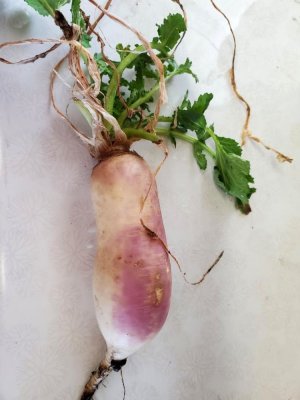 Surprise turnip, planted in 2020, 03-29-21.jpg