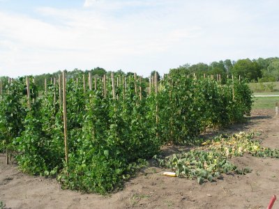 Pole Beans 2012-5.jpg