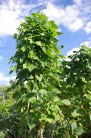 IMGP7306_web.jpg IMGP7306_web.jpg