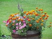 Picture 12993.jpg Picture 12993.jpg