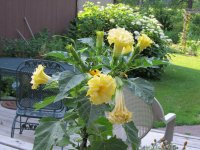 Picture 12815.jpg Picture 12815.jpg