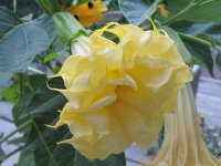 Picture 12826.jpg Picture 12826.jpg