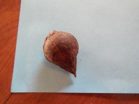 Heart nut in shell.JPG