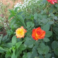 IMG_0193.jpg