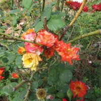 IMG_0195.jpg