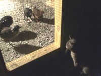 Punkinhead and the chick\'s first night in the coop.jpg
