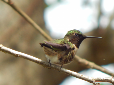 photohummer.png photohummer.png