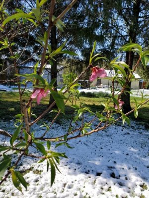 Peach blossoms, 04-21-21, still alive.jpg