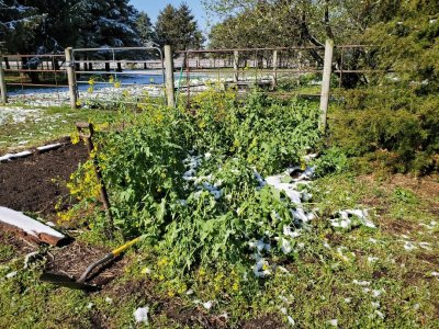 Turnips that have gone to seed, 04-21-21.jpg