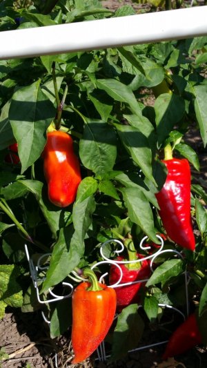 20200917_150930.jpg 20200917_150930.jpg