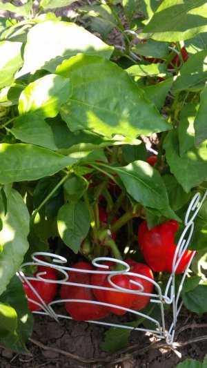 20200917_151021.jpg 20200917_151021.jpg