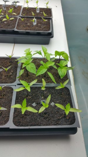 20210424_143524.jpg 20210424_143524.jpg