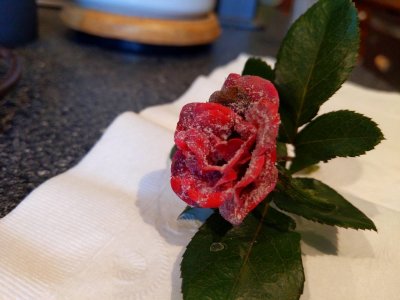 FD583E63-7714-4B99-B4DE-D3D79BBE99FE.jpeg FD583E63-7714-4B99-B4DE-D3D79BBE99FE.jpeg