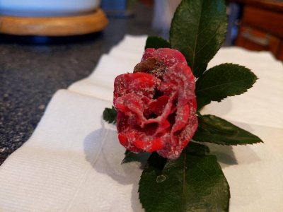 95DC584E-2BAE-433D-9F1C-9A6DD7EF67EF.jpeg 95DC584E-2BAE-433D-9F1C-9A6DD7EF67EF.jpeg