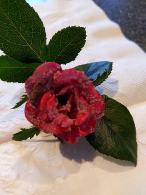 0ECBC476-725C-4E67-BF2A-6ACD56DEB20E.jpeg 0ECBC476-725C-4E67-BF2A-6ACD56DEB20E.jpeg