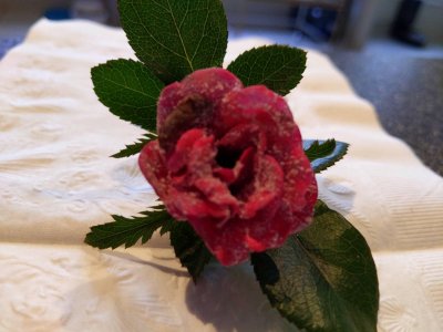 9D86CE66-FB67-4CC4-B537-C9CFA61E9DA6.jpeg 9D86CE66-FB67-4CC4-B537-C9CFA61E9DA6.jpeg