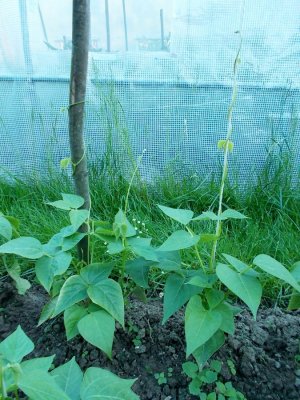 Fox Family Greasy.jpg