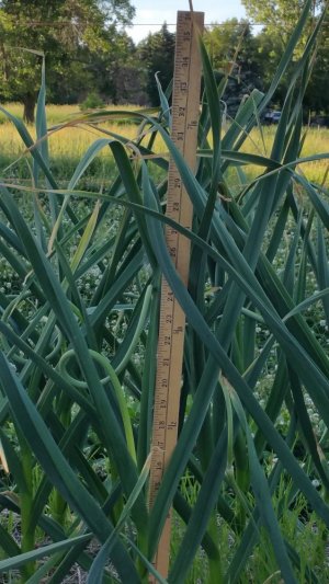 20210616_185922.jpg 20210616_185922.jpg