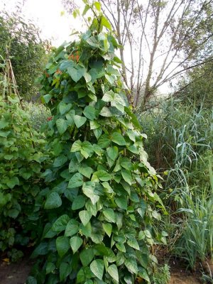 Potawatomi Lima 2.jpg Potawatomi Lima 2.jpg