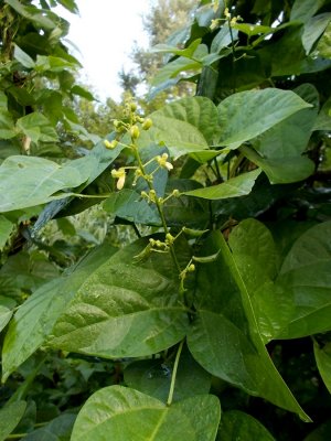 Potawatomi Lima 3.jpg Potawatomi Lima 3.jpg