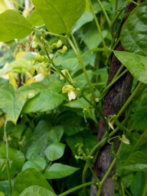 Ping Zebra.jpg Ping Zebra.jpg