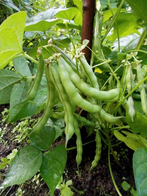 Robert Hazelwood.jpg Robert Hazelwood.jpg