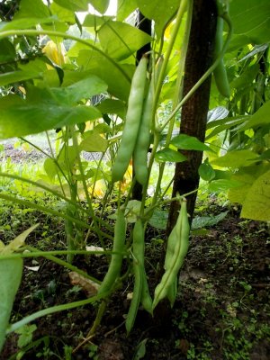 Mountaineer White Half Runner.jpg Mountaineer White Half Runner.jpg