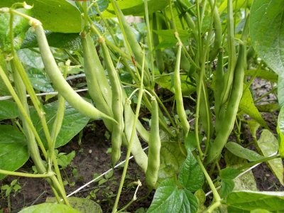 Dente Di Morto.jpg Dente Di Morto.jpg