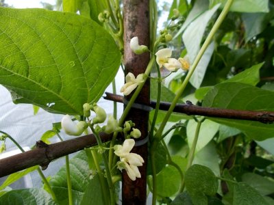 Seneca Pole.jpg Seneca Pole.jpg