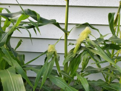 Corn, 07-31-21, #2.jpg