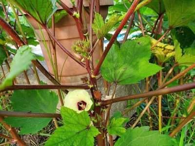 Okra starting to flower, 07-31-21.jpg